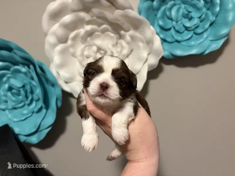 Akc boy 5  – Shih Tzu puppy for sale in Springfield, MO