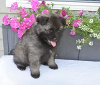Leesha , a female Keeshond for sale in Nappanee, IN – 4 of 5