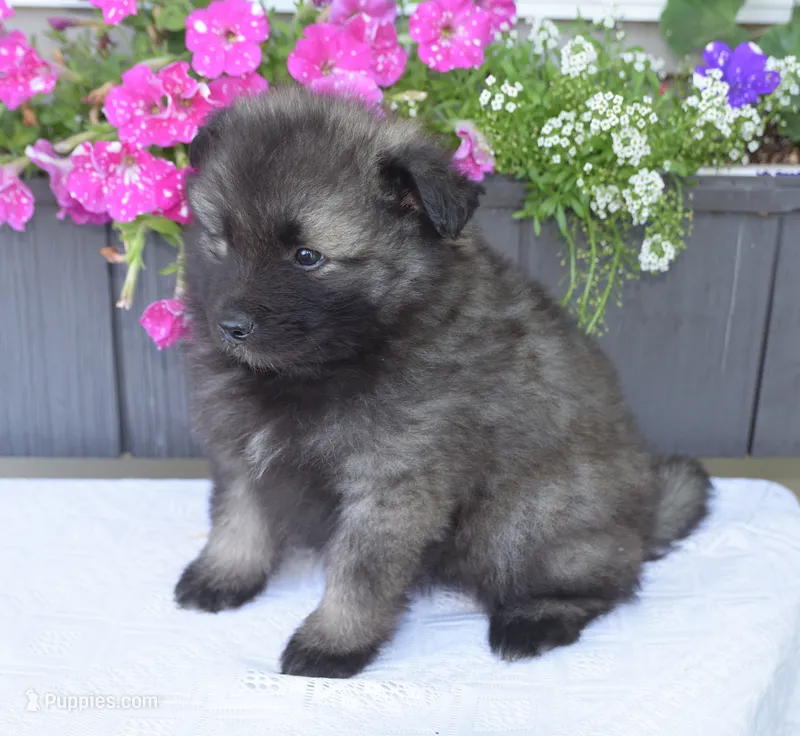 Leesha  – Keeshond puppy for sale in Nappanee, IN