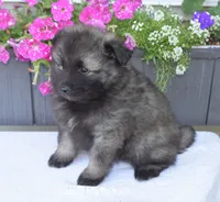 Leesha , a female Keeshond for sale in Nappanee, IN – 1 of 5