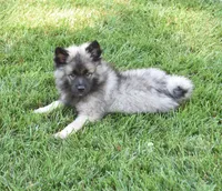 Kayden , a male Keeshond for sale in Nappanee, IN – 2 of 3