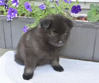 Rascal , a male Keeshond for sale in Nappanee, IN – 3 of 4