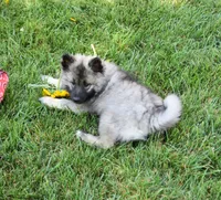 Tinkerbelle, a female Keeshond for sale in Nappanee, IN – 7 of 9