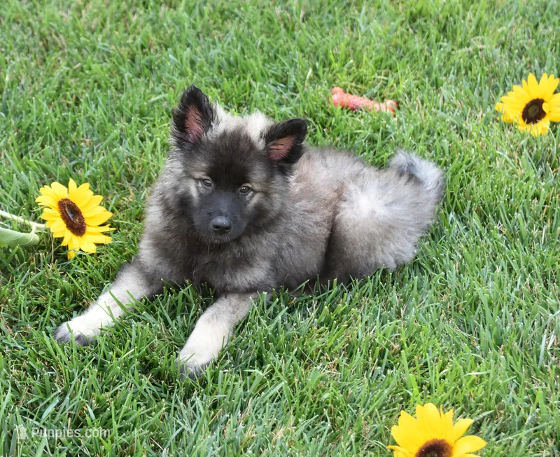 Buddy  – Keeshond puppy for sale in Nappanee, IN