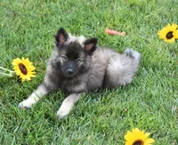 Buddy , a male Keeshond for sale in Nappanee, IN – 1 of 8