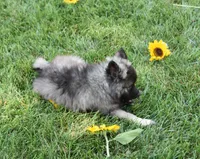 Buddy , a male Keeshond for sale in Nappanee, IN – 8 of 8