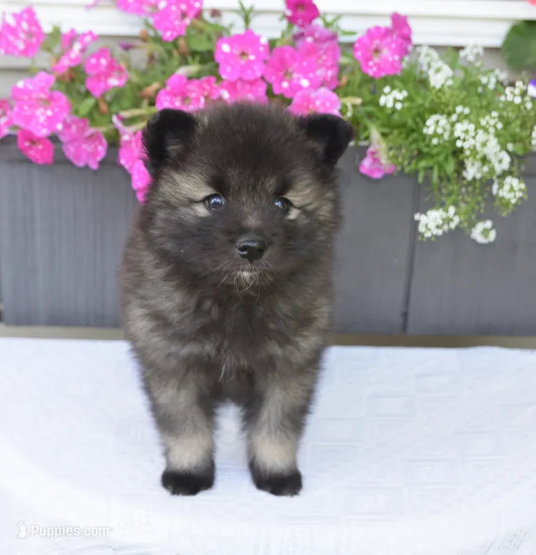 Teacup  – Keeshond puppy for sale in Nappanee, IN