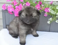 Leesha , a female Keeshond for sale in Nappanee, IN – 5 of 5