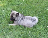 Leesha , a female Keeshond for sale in Nappanee, IN – 8 of 8