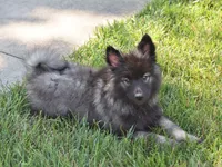 Rascal , a male Keeshond for sale in Nappanee, IN – 8 of 9
