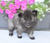 Teacup , a female Keeshond for sale in Nappanee, IN – 6 of 6