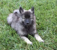 Buddy , a male Keeshond for sale in Nappanee, IN – 6 of 8