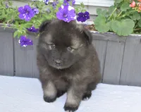 Buddy , a male Keeshond for sale in Nappanee, IN – 4 of 4