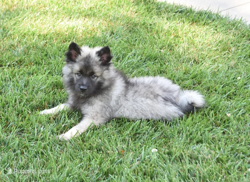 Kayden  – Keeshond puppy on hold in Nappanee, IN
