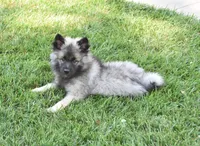 Kayden , a male Keeshond for sale in Nappanee, IN – 1 of 3