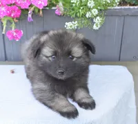 Leesha , a female Keeshond for sale in Nappanee, IN – 2 of 5