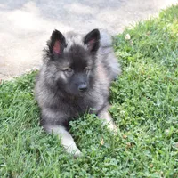 Buddy , a male Keeshond for sale in Nappanee, IN – 7 of 8