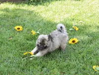 Tinkerbelle, a female Keeshond for sale in Nappanee, IN – 5 of 9
