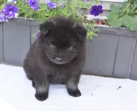 Rascal , a male Keeshond for sale in Nappanee, IN – 4 of 4