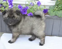 Tinkerbelle, a female Keeshond for sale in Nappanee, IN – 2 of 6