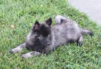 Rascal , a male Keeshond for sale in Nappanee, IN – 9 of 9