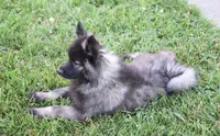 Rascal , a male Keeshond for sale in Nappanee, IN – 7 of 9