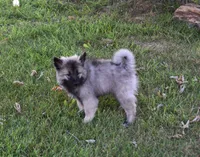 Tinkerbelle, a female Keeshond for sale in Nappanee, IN – 6 of 9