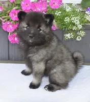 Teacup , a female Keeshond for sale in Nappanee, IN – 5 of 6