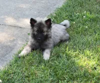Leesha , a female Keeshond for sale in Nappanee, IN – 1 of 8