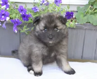 Tinkerbelle, a female Keeshond for sale in Nappanee, IN – 6 of 6