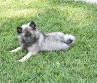 Kayden , a male Keeshond for sale in Nappanee, IN – 3 of 3