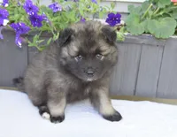 Tinkerbelle, a female Keeshond for sale in Nappanee, IN – 4 of 6