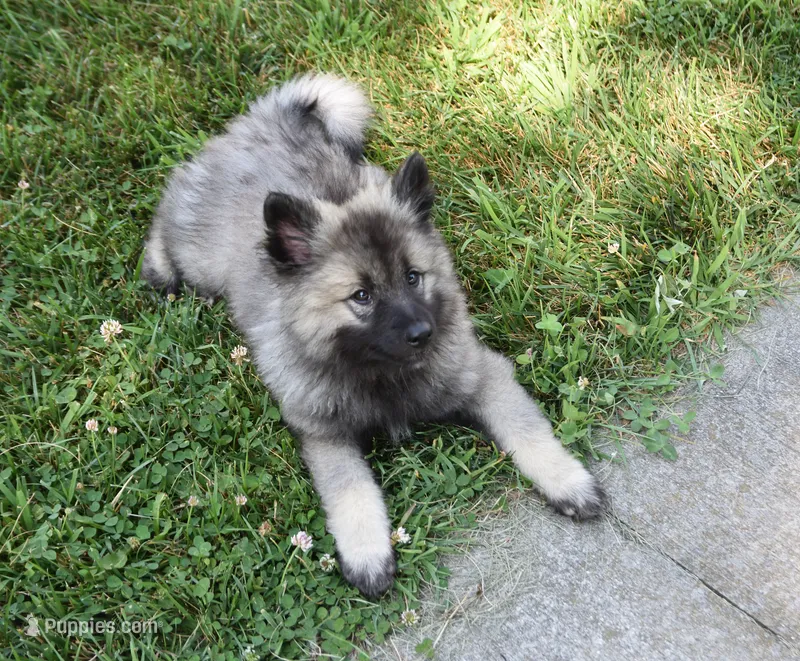 Tinkerbelle – Keeshond puppy for sale in Nappanee, IN