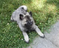 Tinkerbelle, a female Keeshond for sale in Nappanee, IN – 1 of 9