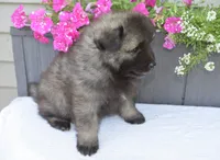 Leesha , a female Keeshond for sale in Nappanee, IN – 3 of 5