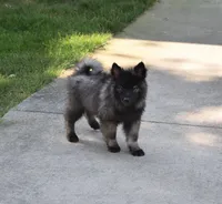 Rascal , a male Keeshond for sale in Nappanee, IN – 1 of 9