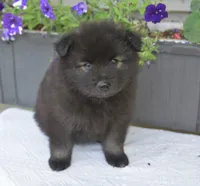 Rascal , a male Keeshond for sale in Nappanee, IN – 2 of 4