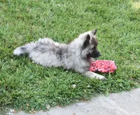 Leesha , a female Keeshond for sale in Nappanee, IN – 7 of 8