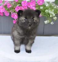 Teacup , a female Keeshond for sale in Nappanee, IN – 2 of 6
