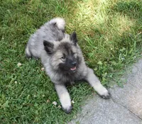 Tinkerbelle, a female Keeshond for sale in Nappanee, IN – 8 of 9