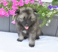 Tinkerbelle, a female Keeshond for sale in Nappanee, IN – 5 of 6