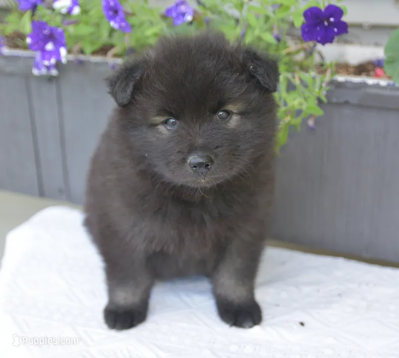 Rascal  – Keeshond puppy for sale in Nappanee, IN
