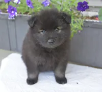 Rascal , a male Keeshond for sale in Nappanee, IN – 1 of 4
