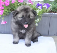Tinkerbelle, a female Keeshond for sale in Nappanee, IN – 3 of 6