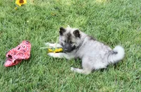 Tinkerbelle, a female Keeshond for sale in Nappanee, IN – 9 of 9