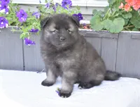 Buddy , a male Keeshond for sale in Nappanee, IN – 2 of 4