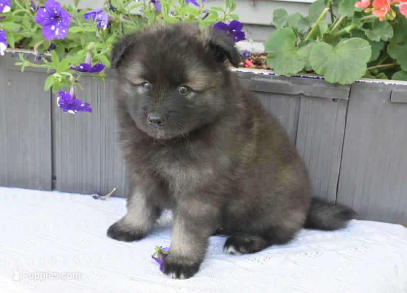 Buddy  – Keeshond puppy for sale in Nappanee, IN