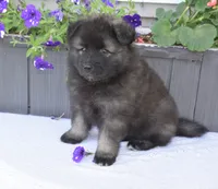 Buddy , a male Keeshond for sale in Nappanee, IN – 3 of 4
