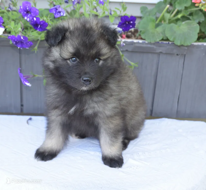 Tinkerbelle – Keeshond puppy for sale in Nappanee, IN