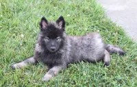 Rascal , a male Keeshond for sale in Nappanee, IN – 6 of 9